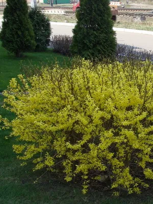 Завод Forsythia цвете картина и описание, изрезки размножаване и отглеждане на Forsythia в градината