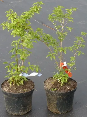Завод Forsythia цвете картина и описание, изрезки размножаване и отглеждане на Forsythia в градината