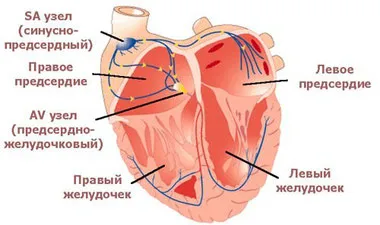 Сърдечната проводимост система - детски креватчета за линейка