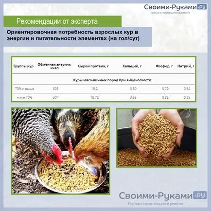 Пушкин пилета порода характеристики, редът за водене и размножаване
