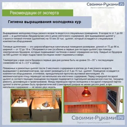 Пушкин пилета порода характеристики, редът за водене и размножаване