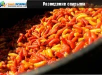 Развъждане на риболовни червеи