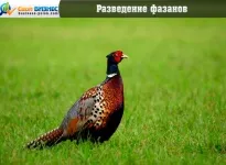 Развъждане на риболовни червеи