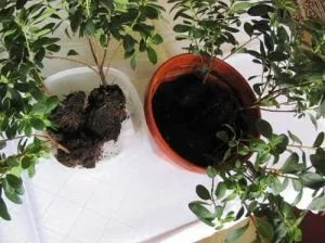 Възпроизвеждането на азалия изрезки у дома като корен, как да се грижим