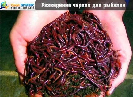 Развъждане на риболовни червеи