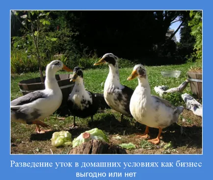 Развъждане на патици като бизнес е печеливш или не