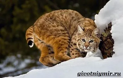 животните рис