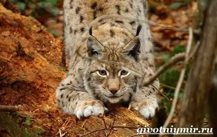 животните рис
