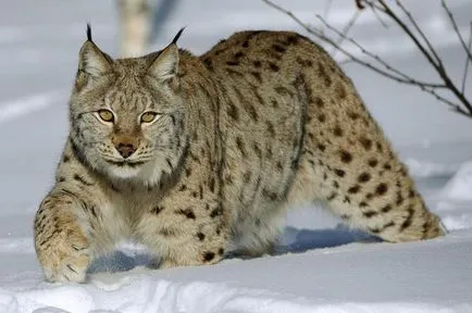 Lynx характеристика описание