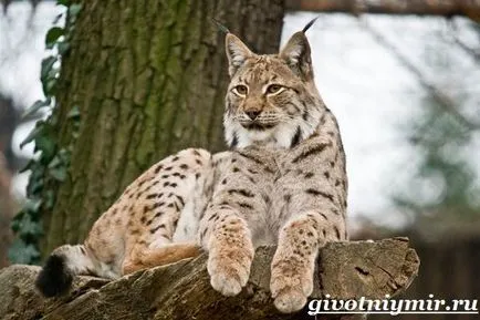 животните рис