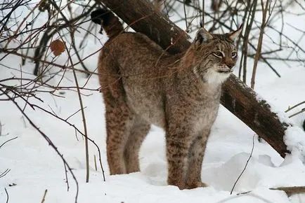 Lynx характеристика описание