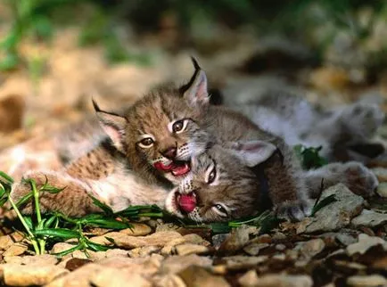 Lynx характеристика описание