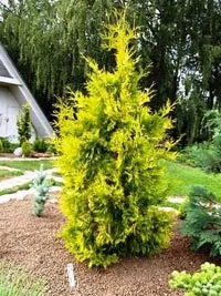 Thuja градина - засаждане и грижи