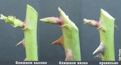 Градинска роза - отглеждане и грижа