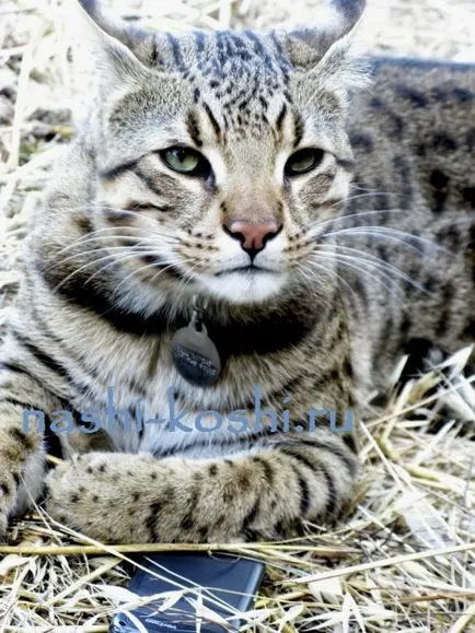 Safari - снимки, котки, котенца, за породата, всичко за котки
