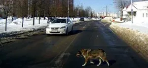 Застреляйте кучето от знак автомобил (знак почука на кучето) Застреляйте кучето от знак кола