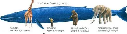 Най-големият кит в света - topkin, 2017