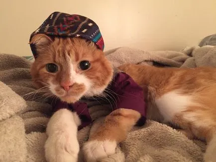 Най-модерен момиче котка шие стилни дрехи за котка-алергичен човек да улесни живота си -