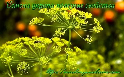 Копър семена полезни свойства