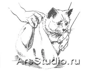 за котенца училище