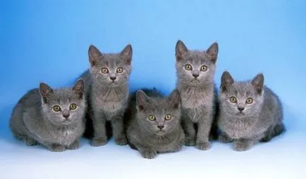 история Chartreux, външен вид, характер и грижи