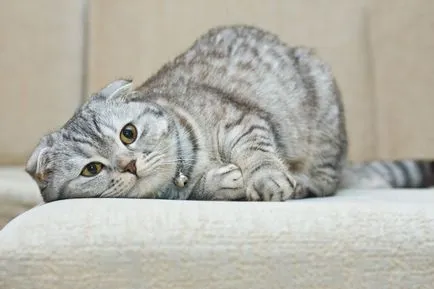 Scottish Fold - котката не е в състояние да мяу