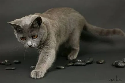 история Chartreux, външен вид, характер и грижи
