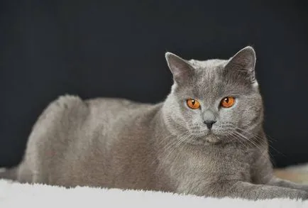 история Chartreux, външен вид, характер и грижи