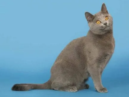 история Chartreux, външен вид, характер и грижи