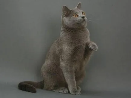 история Chartreux, външен вид, характер и грижи
