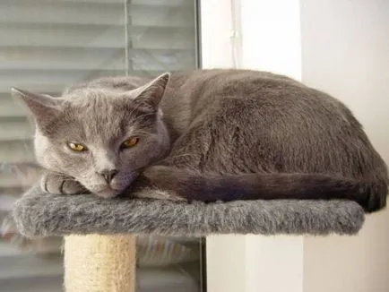 история Chartreux, външен вид, характер и грижи