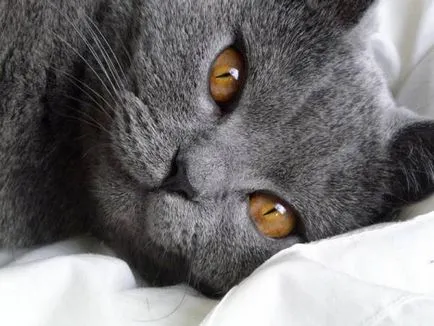 история Chartreux, външен вид, характер и грижи