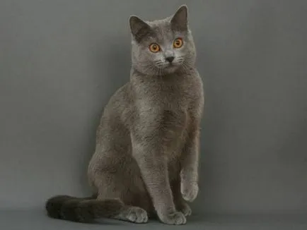 история Chartreux, външен вид, характер и грижи