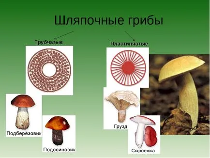 Shlyapochnye гъбички (снимка 41), който се състои от тяло плодове, тя функционира като структура, образувана