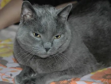 история Chartreux, външен вид, характер и грижи