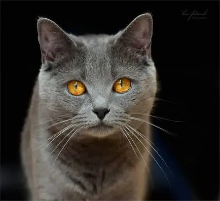 история Chartreux, външен вид, характер и грижи