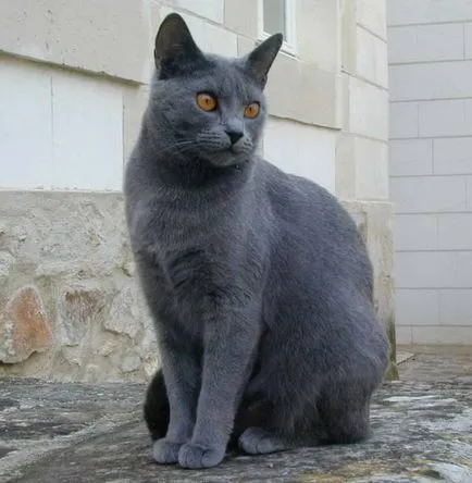 история Chartreux, външен вид, характер и грижи