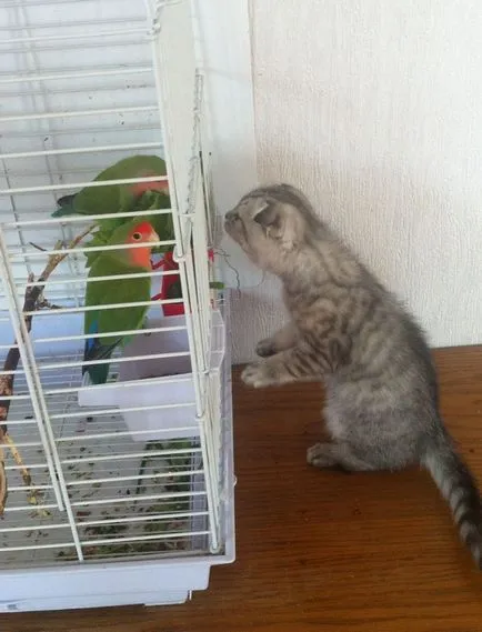 Scottish Fold - котката не е в състояние да мяу
