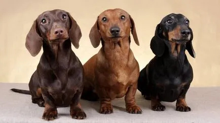 Колко кучета живеят години средно, в дома, на улицата