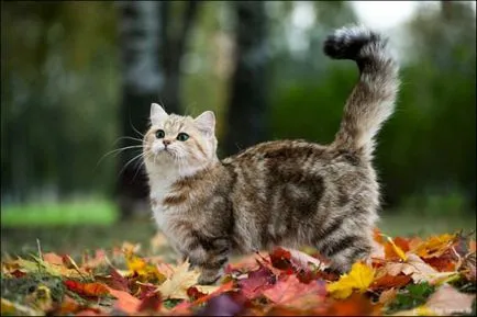 Blind котка или котка в къща (котката) Blind котка или котка в къщата