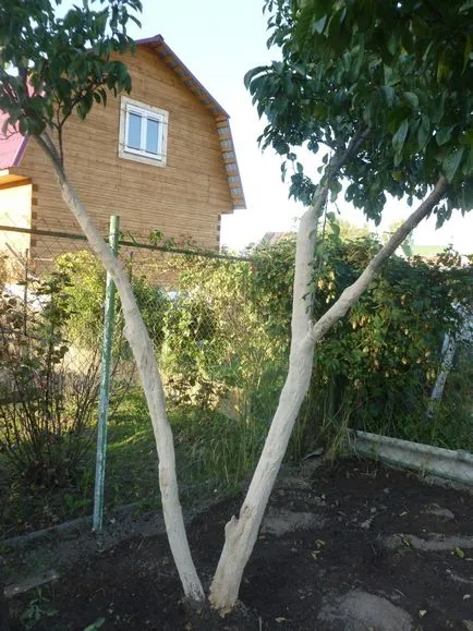 Plum отглеждане, засаждане и грижи (грижи) Plum отглеждане, засаждане и грижи