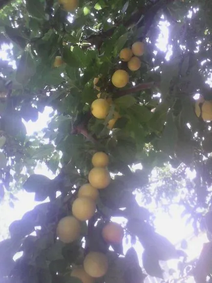 Plum отглеждане, засаждане и грижи (възпроизвеждане) Plum отглеждане, засаждане и грижи