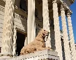 Смилодон Смилодон
