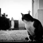 Кучетата, които обичат котки, котка около