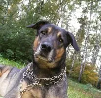 Кучета и котки са в добри ръце 1