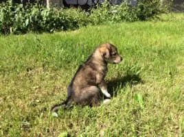 Кучета и котки са в добри ръце 1