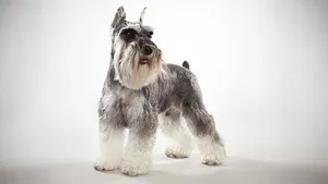 Съдържанието на всички видове Schnauzers описание порода, размер и вида на правила за грижа