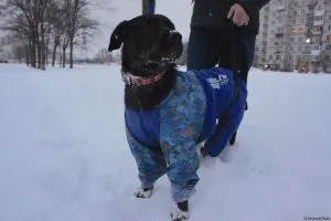 Кучета и котки са в добри ръце 1