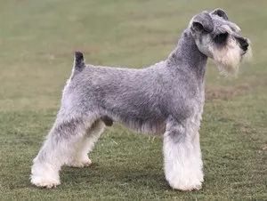Съдържанието на всички видове Schnauzers описание порода, размер и вида на правила за грижа