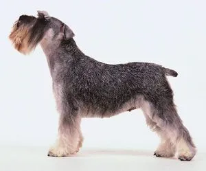 Съдържанието на всички видове Schnauzers описание порода, размер и вида на правила за грижа